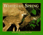 Whitetail Spring