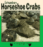 Extraordinary Horseshoe Crabs