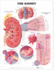 The the Kidney Anatomical Chart