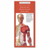 Anatomical Chart Company's Illustrated Pocket Anatomy: Muscular and Skeletal Systems Study Guide