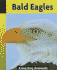 Bald Eagles