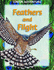 Feathers and Flight (Junior Adventure)