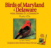 Birds of Maryland & Delaware Audio (Bird Identification Guides)