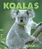 Koalas