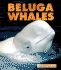 Beluga Whales (New Naturebooks)