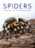 Spiders (Portrait of the Animal World)
