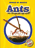 Ants