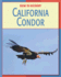 California Condor