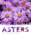 The Plant Lover's Guide to Asters (the Plant Lovers Guides)