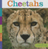 Cheetahs (Seedlings)