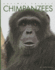 Amazing Animals-Classic Edition: Chimpanzees Hardcover