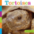 Tortoises (Seedlings)