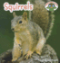 Squirrels (Backyard Safari)