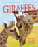 Giraffes-Animal Lives