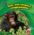 Chimpanzees (21st Century Basic Skills Library: Baby Zoo Animals)