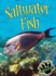 Saltwater Fish (Eye to Eye With Animals)