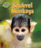 Squirrel Monkeys