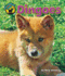 Dingoes