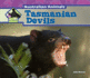 Tasmanian Devils