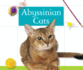 Abyssinian Cats (Domestic Cats)