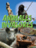 Animales Invasores: Animal Invaders (Lets Explore Science)