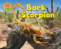 Bark Scorpion