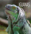 Iguanas (Living Wild)