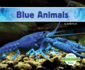 Blue Animals (Animal Colors)