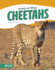 Cheetahs Animals of Africa Paperback Set of 10