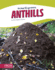 Anthills