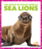 Sea Lions