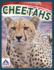 Cheetahs