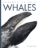 Whales (Seedlings)