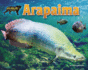 Arapaima (Apex Predators of the Amazon Rain Forest)