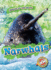 Narwhals (Animals of the Artcic: Blastoff Readers. Level 2)