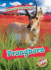 Pronghorn (Blastoff Readers. Level 2: Animals of the Grasslands)
