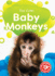 Baby Monkeys (Too Cute! )