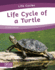 Life Cycles: Life Cycle of a Turtle
