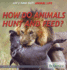 How Do Animals Hunt and Feed? (Let's Find Out! Animal Life)