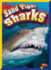 Sand Tiger Sharks