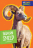 Bighorn Sheep (North American Animals)