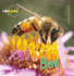 Egg to Bee (Lifecycles)