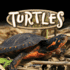 Turtles (Reptiles! )