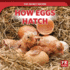 How Eggs Hatch (Top-Secret Nature)