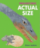 Prehistoric Actual Size