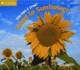 How Does It Grow? : From Seed to Sunflower (Start Writing)