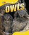 Owls (Qed Animal Lives)