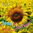 Lifecycles: Seed to Sunflower