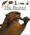 The Beaver (First Discovery)