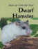 How to Care for Your Dwarf Hamster